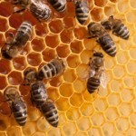 Bees-Hive-Honey-Comb