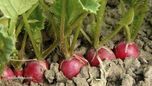 Organic-Crop-Radishes