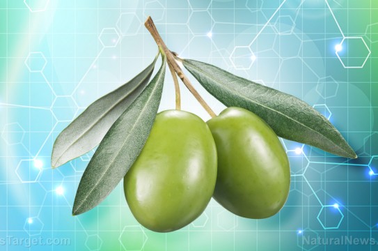 Science-Study-Olives