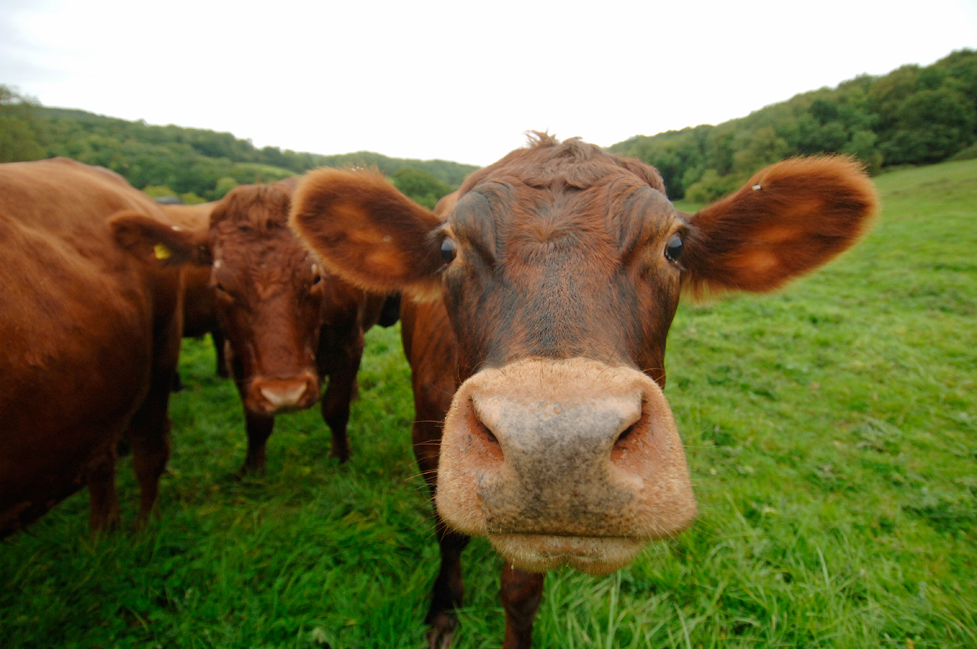 Shut the front door! 7 Percent of Americans think brown cows produce chocolate milk